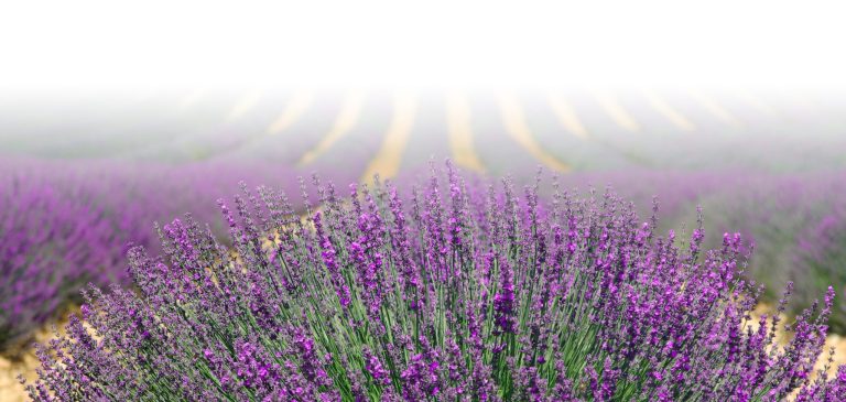 Provence